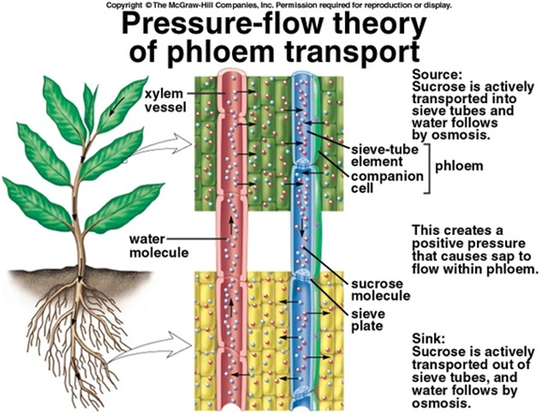 Analysis Of Rice Xylem For Responses Of Organic Nitrogen Resources 